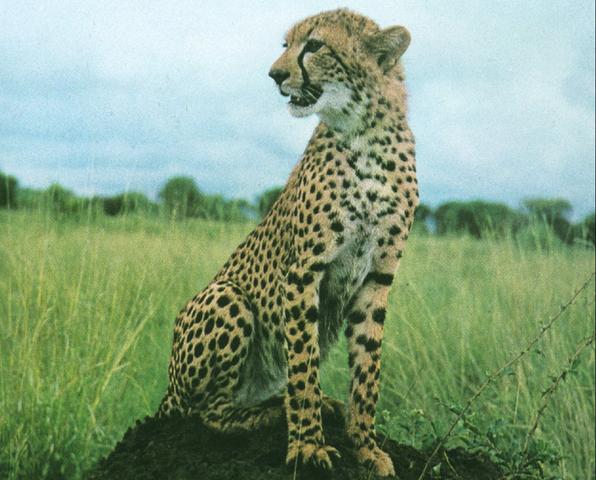 Cheetah Sitting Up