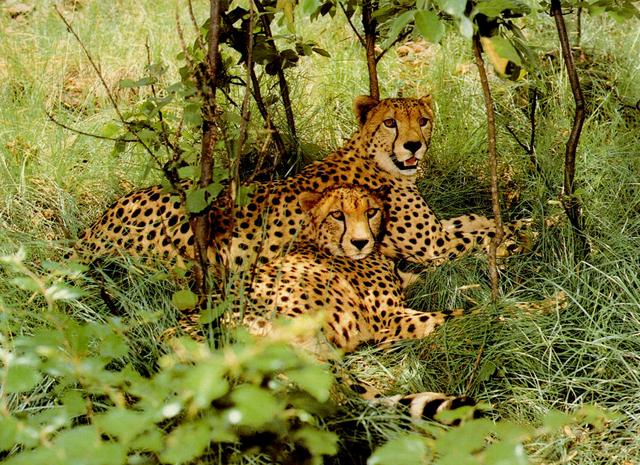 Pair of Cheetahs