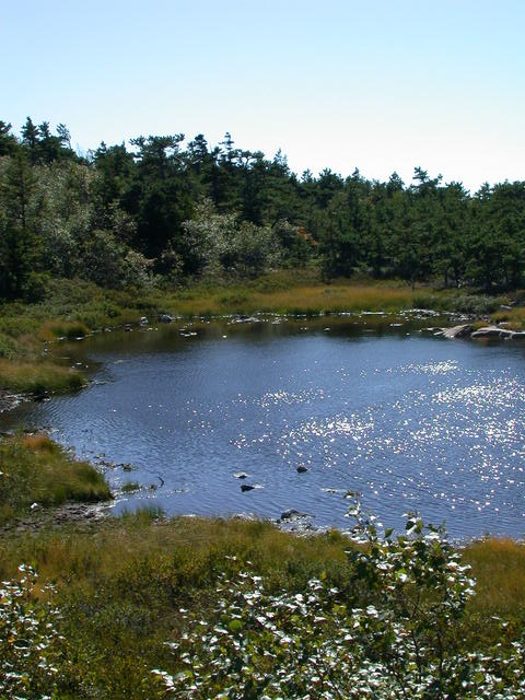 Feather Pond