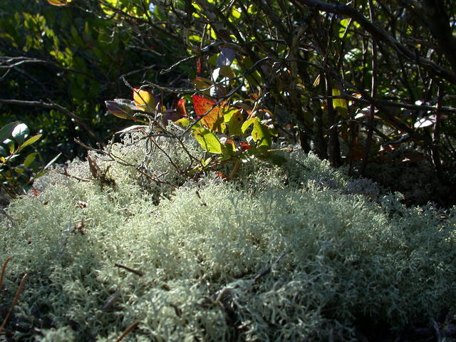 Sprout and Lichen