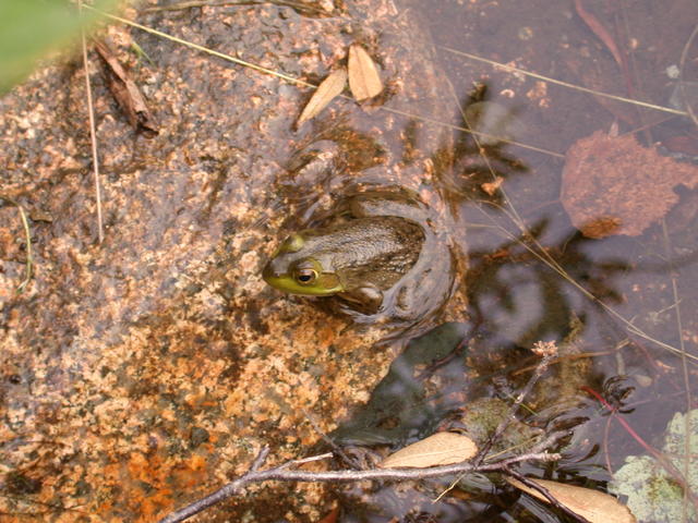 Bowl Frog