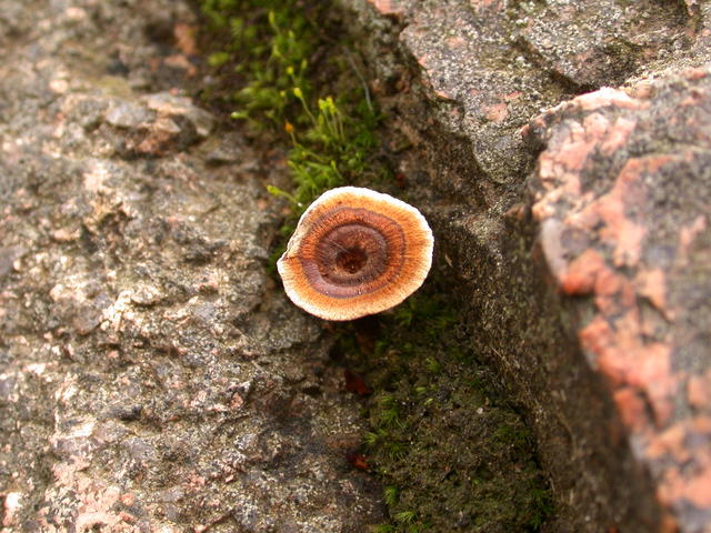 Bullseye Fungus