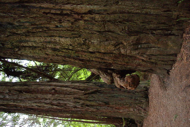 1 OrCaves Redwoods SmithRivHippoBurl