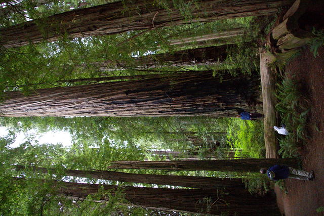 1 OrCaves Redwoods SmithRiverMattPhotoRglG