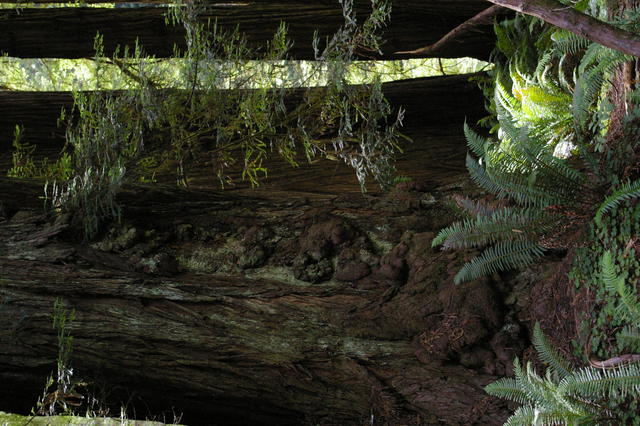 1 OrCaves Redwoods redwdsreliefburlfern
