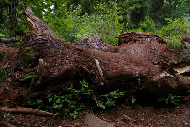 1 OrCaves Redwoods redwdsresurrectiontree