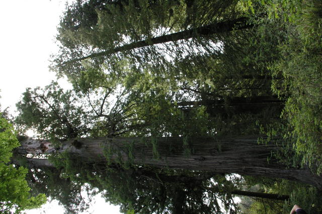 1 OrCaves Redwoods redwdstallgrovetrailmtnc