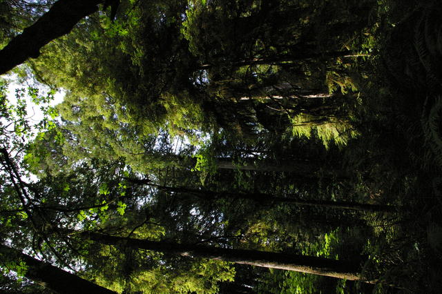 1 OrCaves Redwoods redwdsviewthruwoods