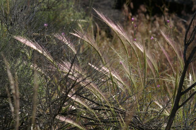 4 LavaBeds2 lavabedswalkgrassbacklit