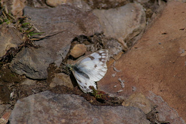 5 Steens IMGP0279