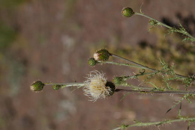 5 Steens Steen2CirsiumUtahenseThistle