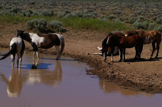 5 Steens Steen2horses1