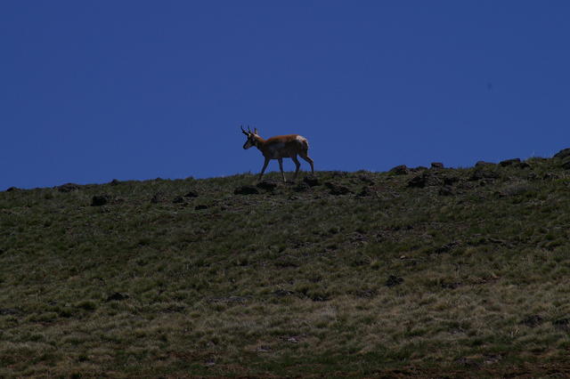 5 Steens SteenPronghornAntelope