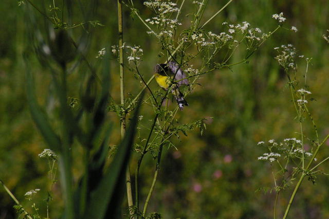 5 Steens paigecklesserAufinch