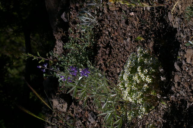 5 Steens steen2Phlox Lupine