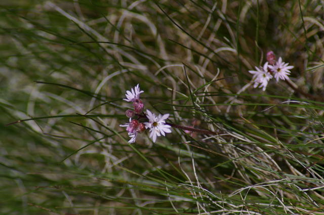 5 Steens steenKigerLithophragmaBulbifera