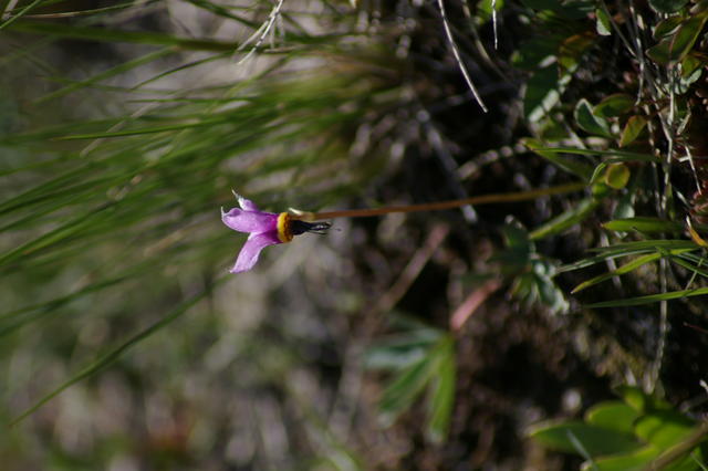 5 Steens steensKigerdodecatheonPulchellum