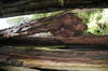 1 OrCaves Redwoods RWBurlHangingD