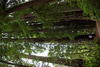 1 OrCaves Redwoods SmithRivBoysBigGrove