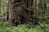 1 OrCaves Redwoods redwdsnurseburl