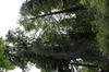 1 OrCaves Redwoods redwdstallgrovetrailmtnc