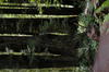 1 OrCaves Redwoods redwdstallgrovetrailmtnc2