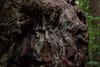1 OrCaves Redwoods smthrivtwistedburl