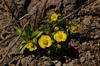 5 Steens SagebrushButtercupSteenKiger