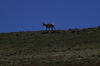 5 Steens SteenPronghornAntelope