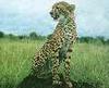 Cheetah Sitting Up
