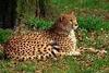 Cheetah Sitting