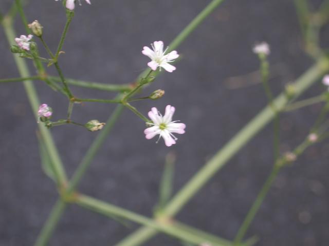 Less Blurry Tiny White Flower