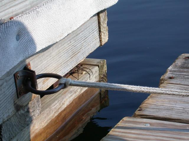 Dock Spider 1