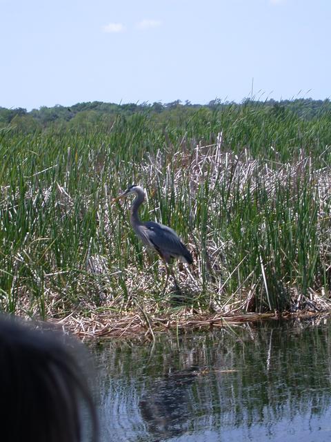 Great Blue 2