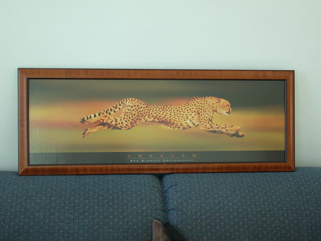 Cheetah Poster