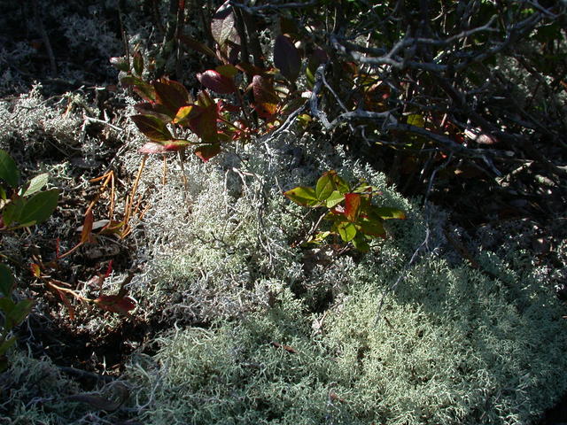 Sprout and Lichen