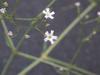Blurry Tiny White Flower