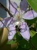 Crab Spider with Bee