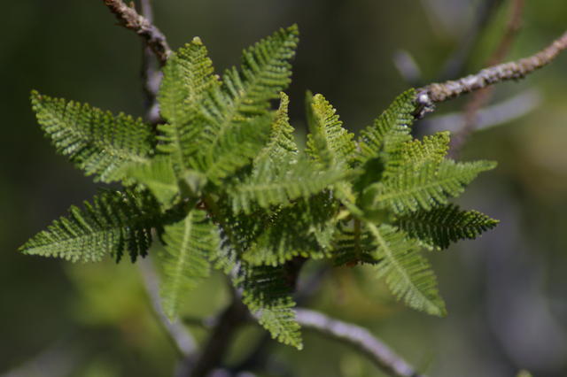 3 LavaBeds bignastyFernShrub