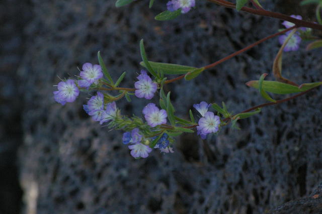 3 LavaBeds lavbedhidvalWildFlax2