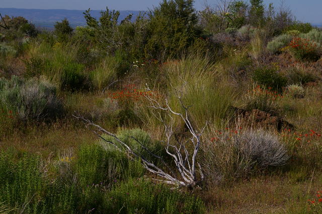 3 LavaBeds lavbedsdeadwoodcolorabstract