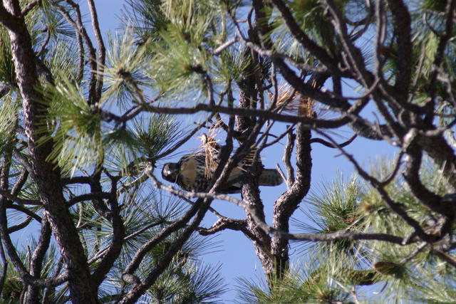 3 LavaBeds lbedsSwainsonHawk2