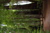 1 OrCaves Redwoods SmithRIvTrailBigGrove